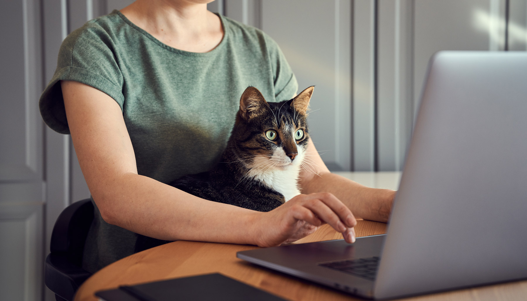 Girl working from home with cat in her lap
