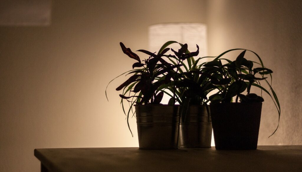 house plants on a table