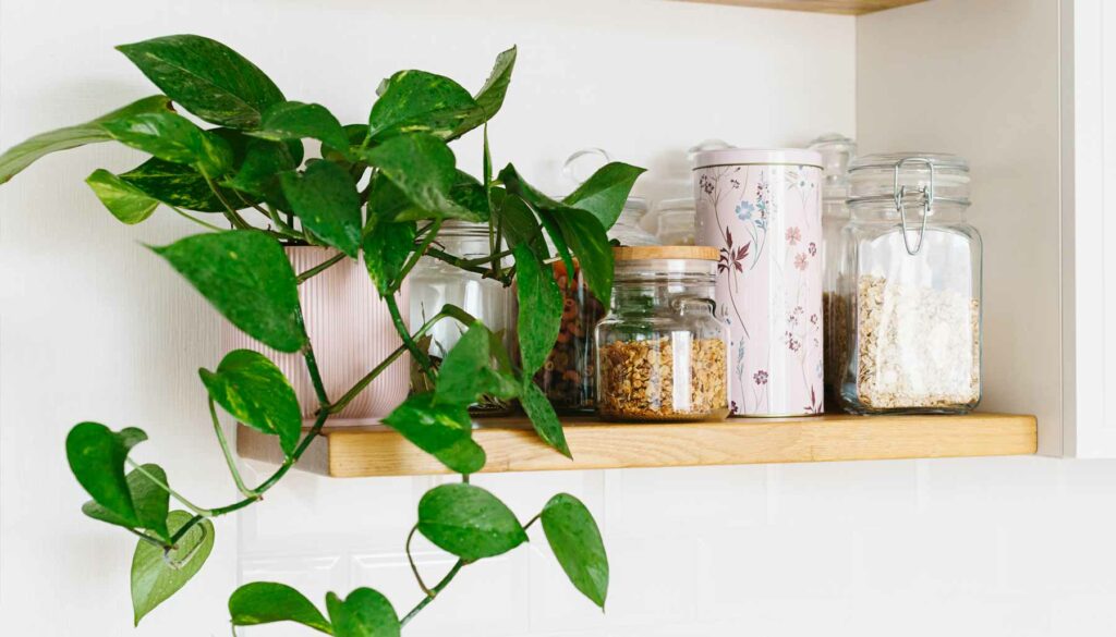 Pothos in a pot on a shelf next to glass jars