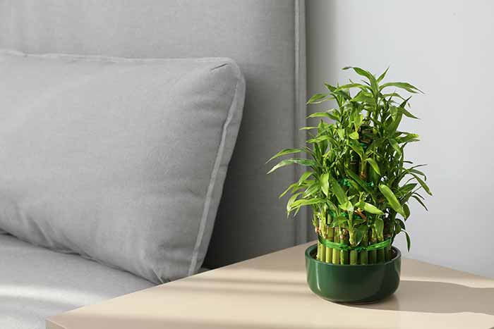 lucky bamboo on a side table