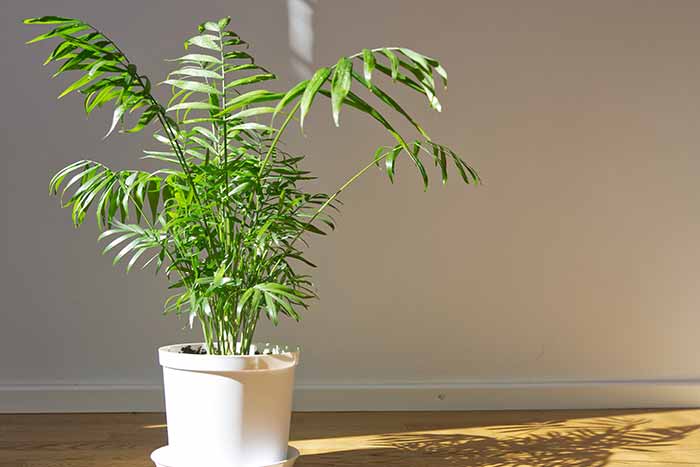 parlor palm in a white pot