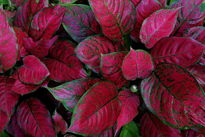 close up of red aglaonema leaves