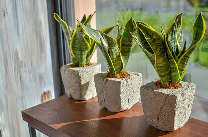 three snake plants in cement planters