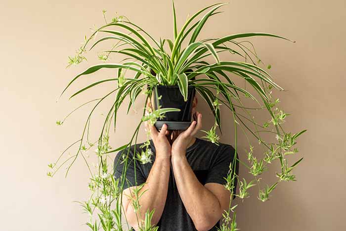 man holding a spider plant in front of his face