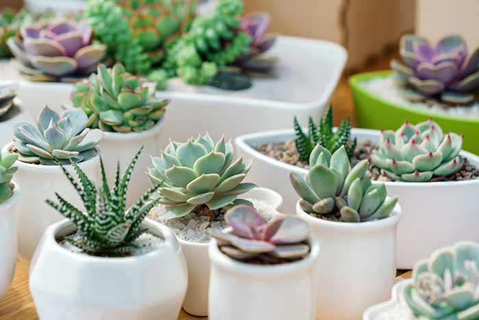 a variety of succulents in white planters