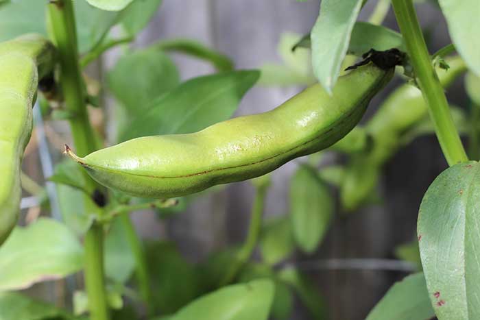 growing beans in a container garden