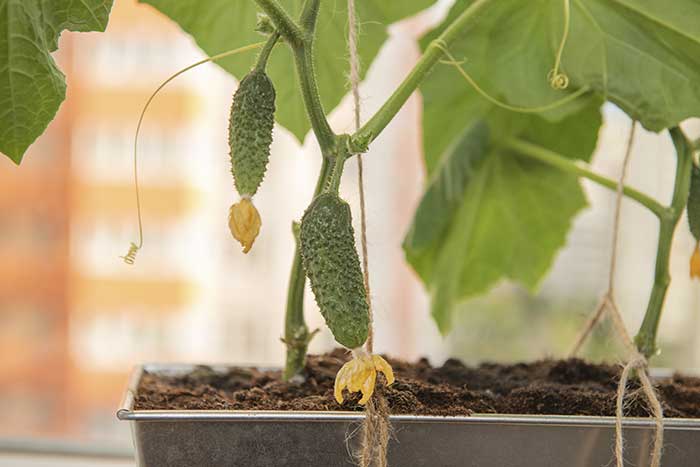 growing cucumbers in a container