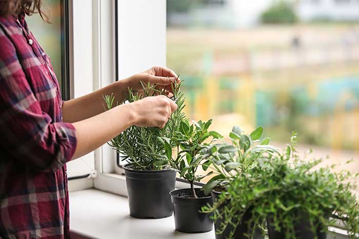 growing herbs indoors in containers