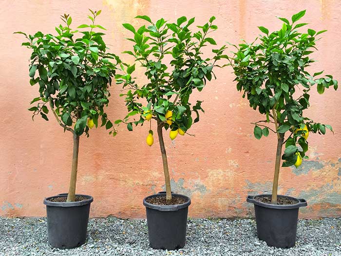 growing lemon trees in containers
