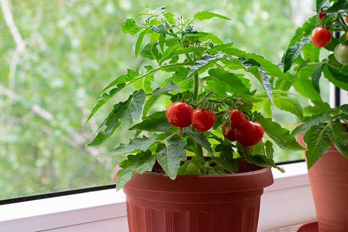 cherry tomatoes growing in a pot on a window sill