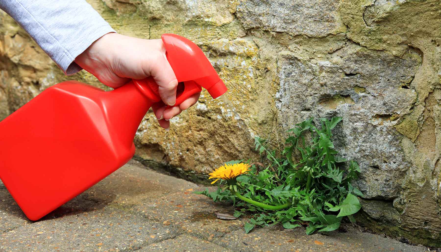woman's hand spraying weeds