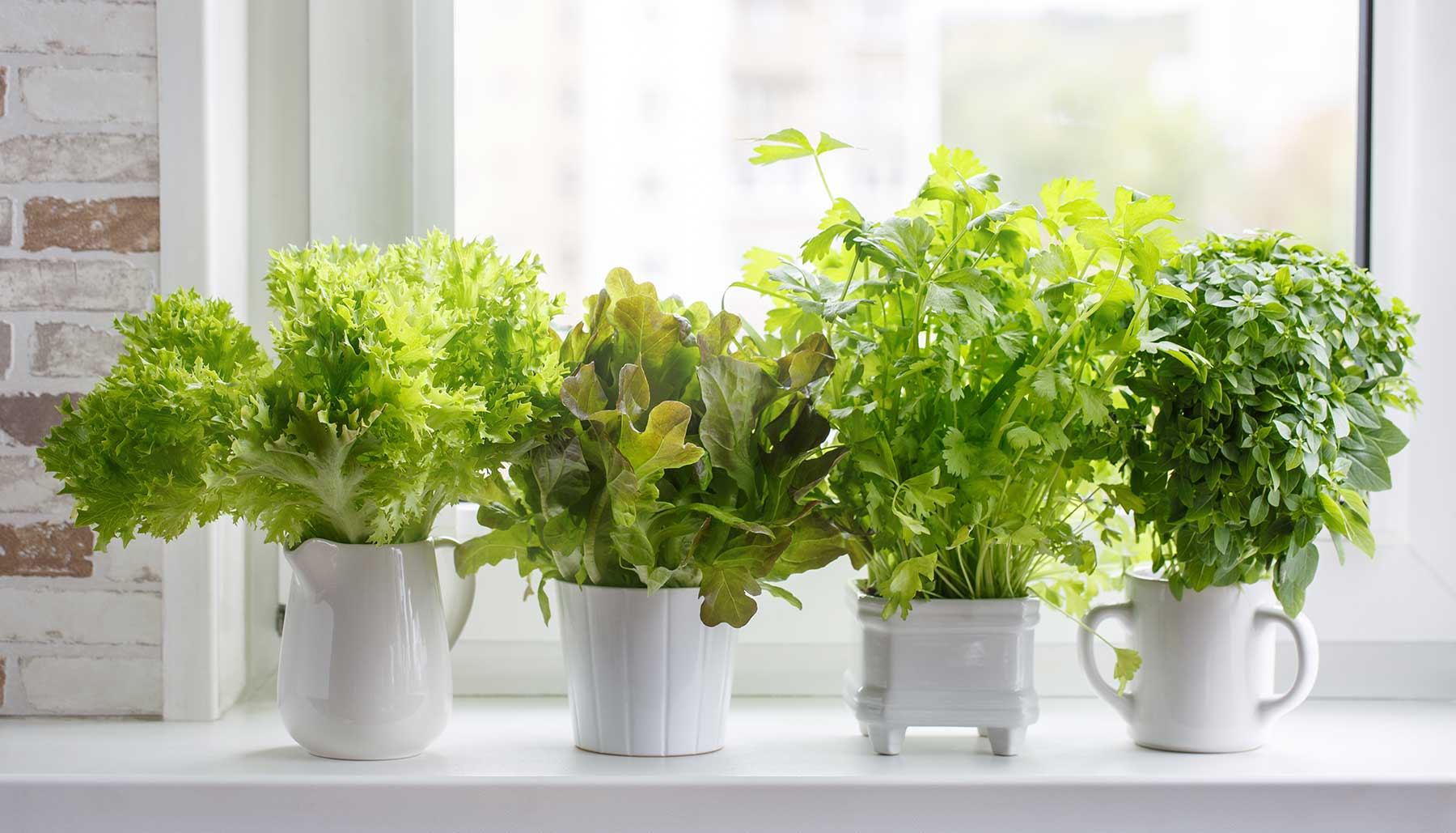 lettuce and herbs growing in containers on a window sill