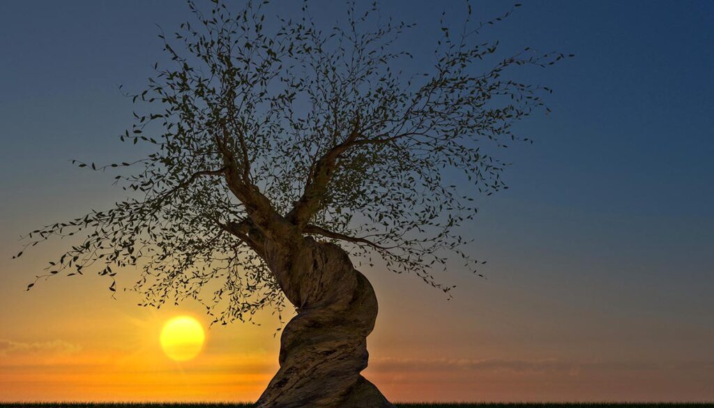 ancient bristlecone pine at sunset