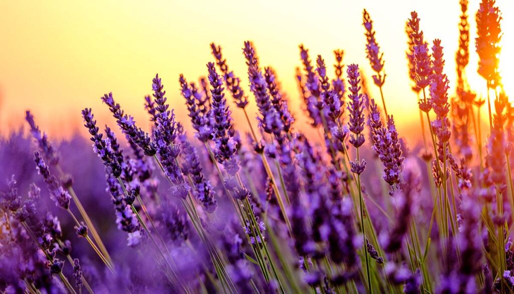 field of lavender at sunset