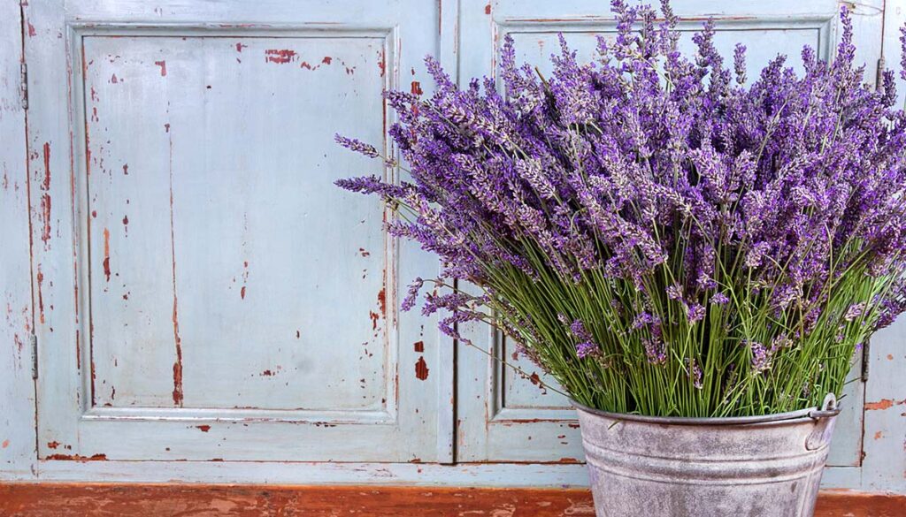 bouquet of lavender in a pot