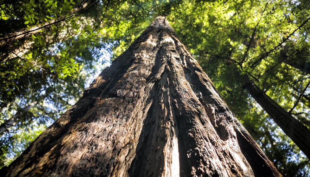 Redwood tree