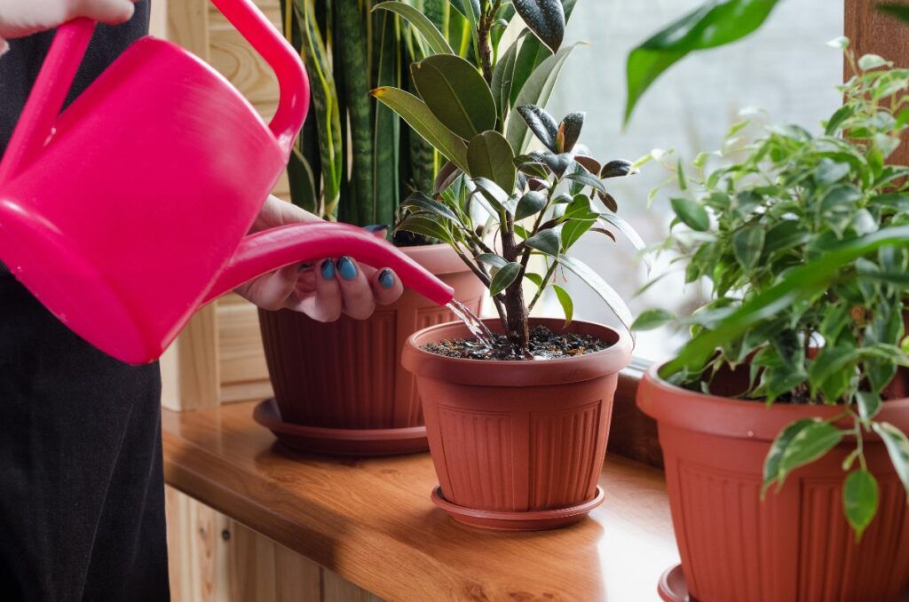 watering a plant