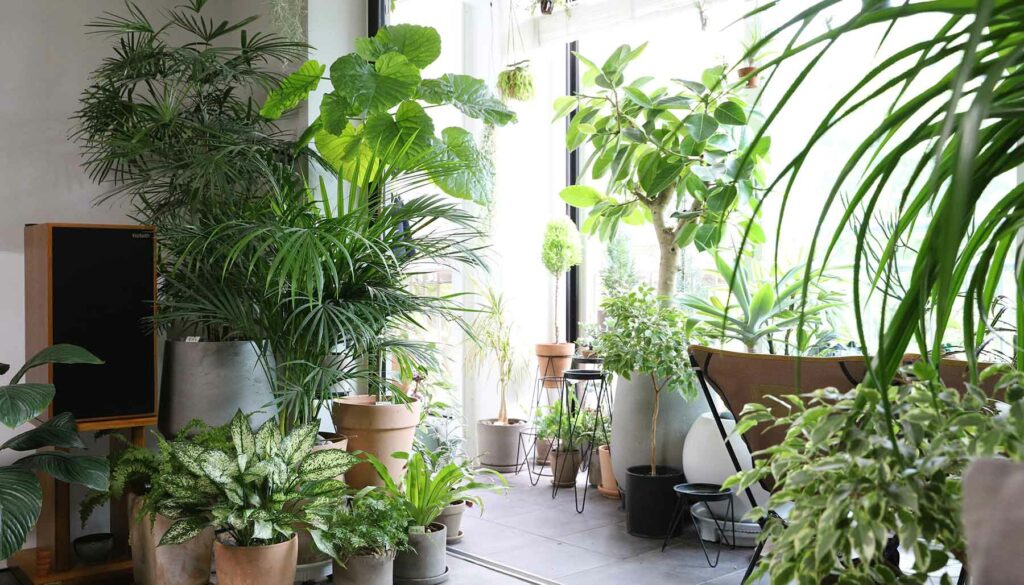 lots of houseplants indoors