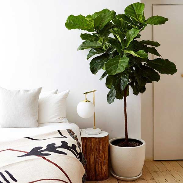 fiddle leaf fig tree