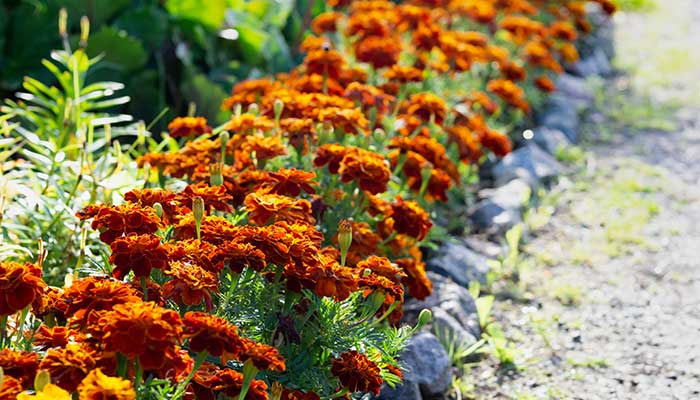 marigolds bordering a garden bed