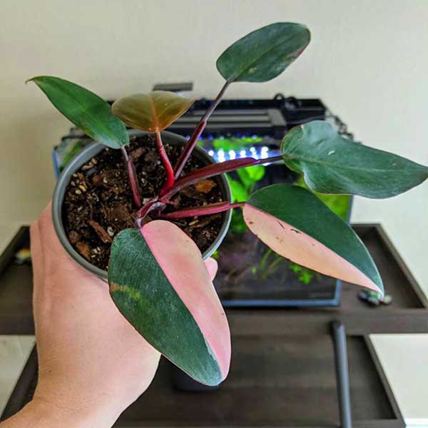 philodendron pink princess