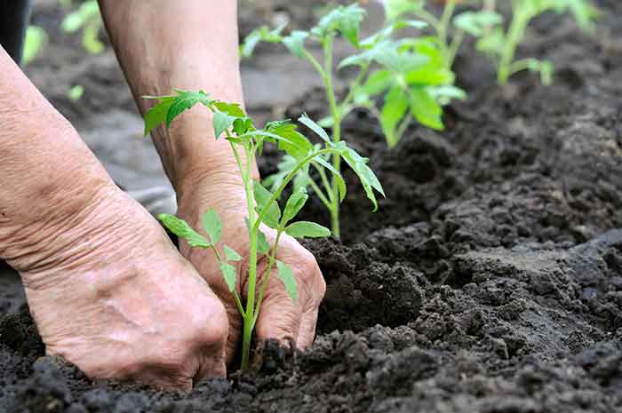 planting tomato seedlings into the ground