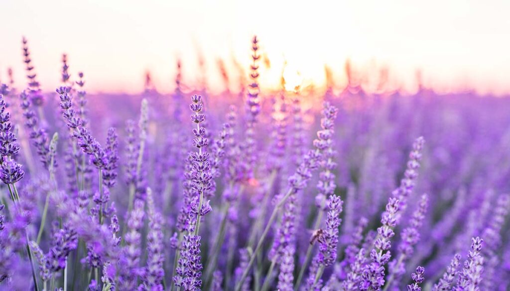 field of lavender