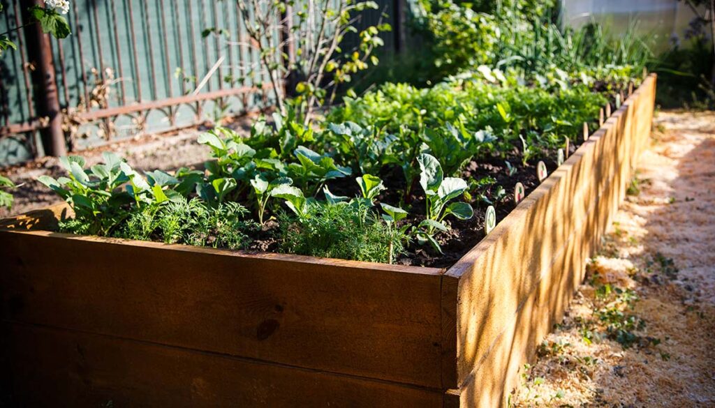 proper placement raised bed