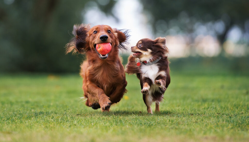 two-dogs-running-in-grass