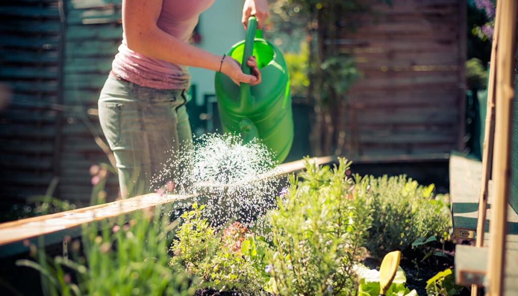 watering source raised beds