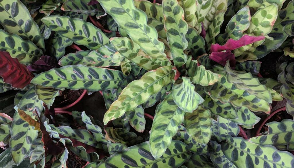 Rattlesnake Plant