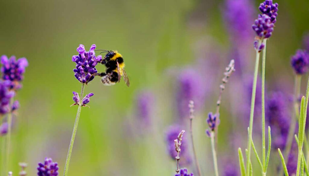 bumble bee on lavender blooms