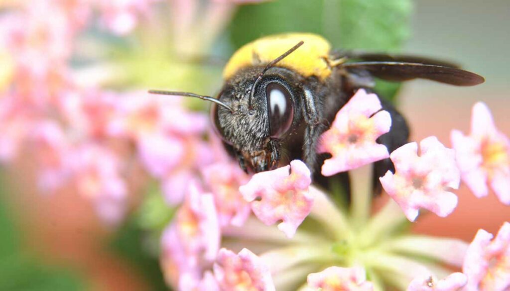 carpenter bee on pink flowers