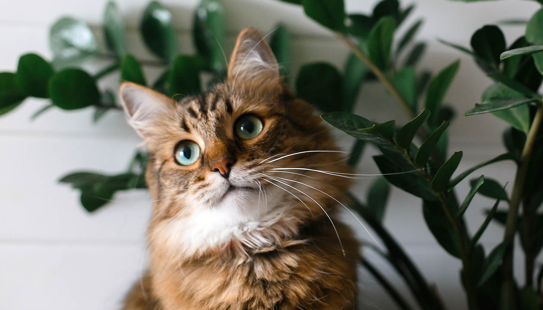 Cute cat sitting under green plant branches on wooden shelf in stylish boho room. Maine coon with green eyes looking with funny emotions at zamioculcas leaves. Space for text