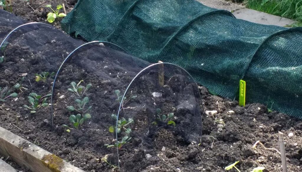 garden cloches