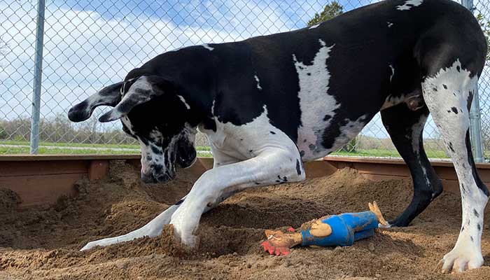 dog digging and playing in sand box