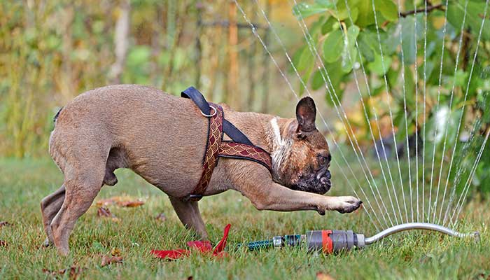 dog playing, investigating sprinkler