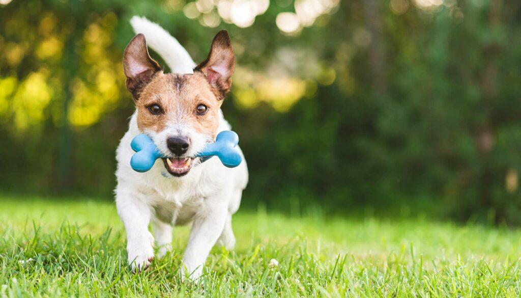 dog with toy running in backyard