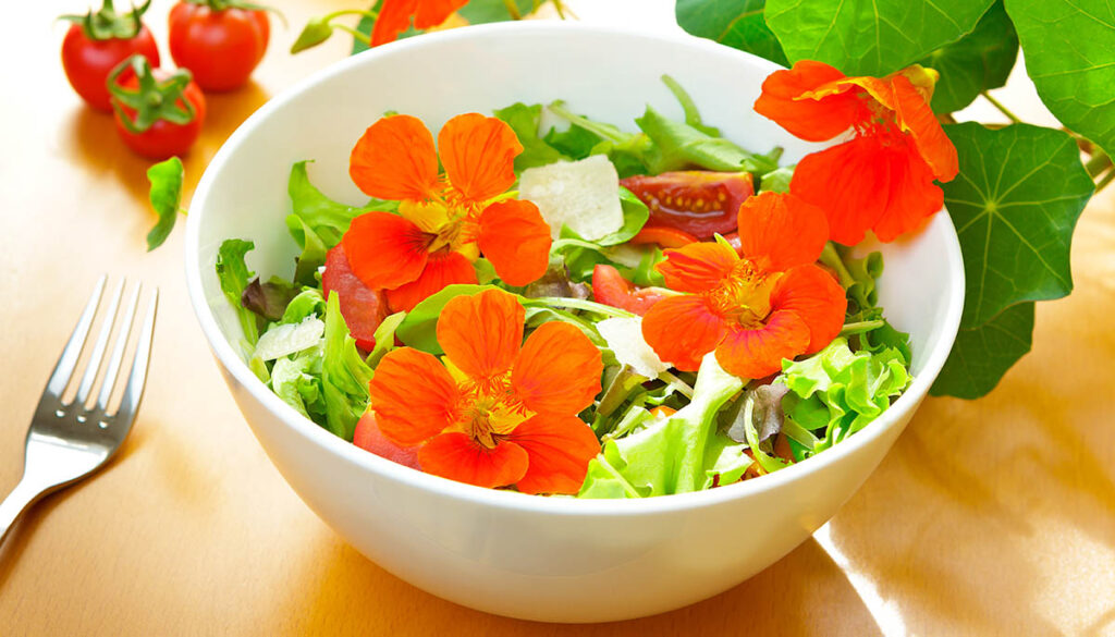 Orange nasturtium flowers in a white porcelain bowl with green lettuce leaves, tomatoes and parmesan shavings on a table with a fork, nasturtium plant in the background,