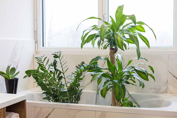 plants inside of a bathtub