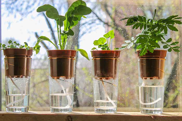 plants wicking water from containers