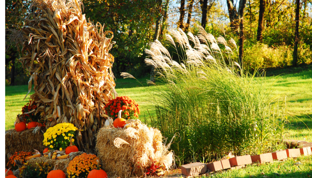 Mums, corn stalks, pampas grass, hay