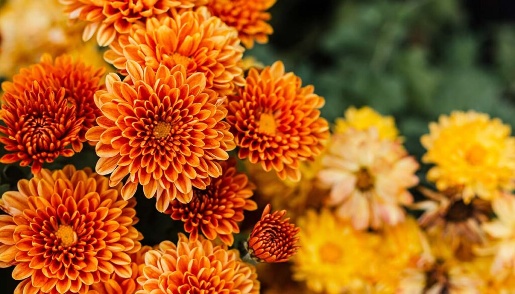 Chrysanthemums