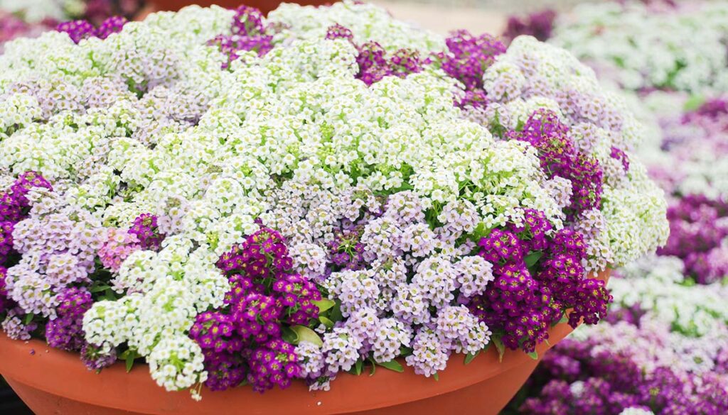 alyssum