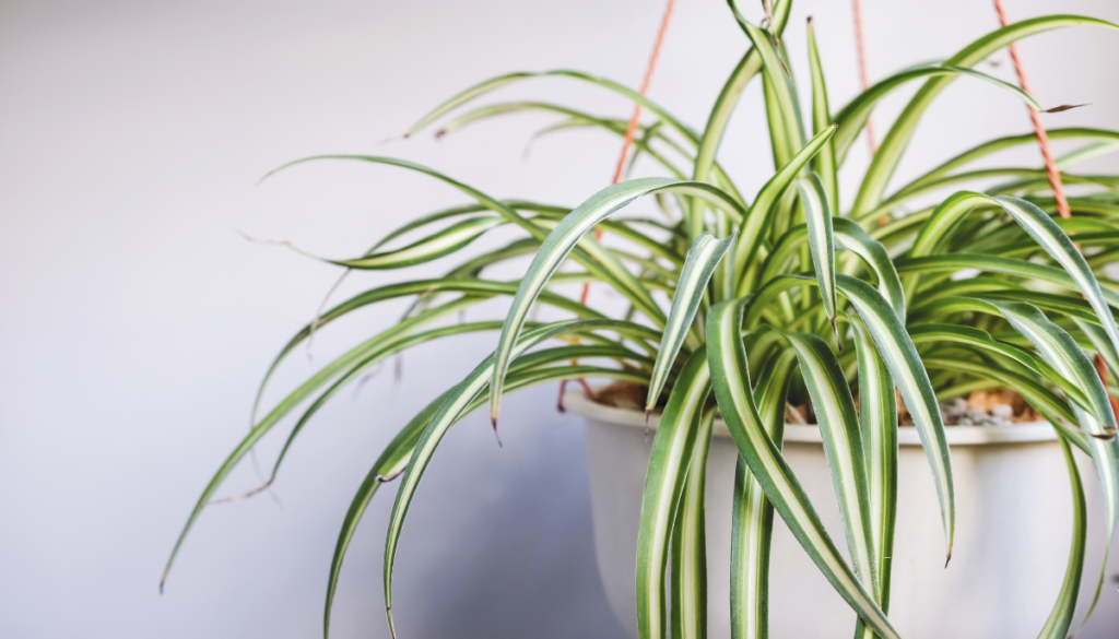 Spider plant in hanging basket