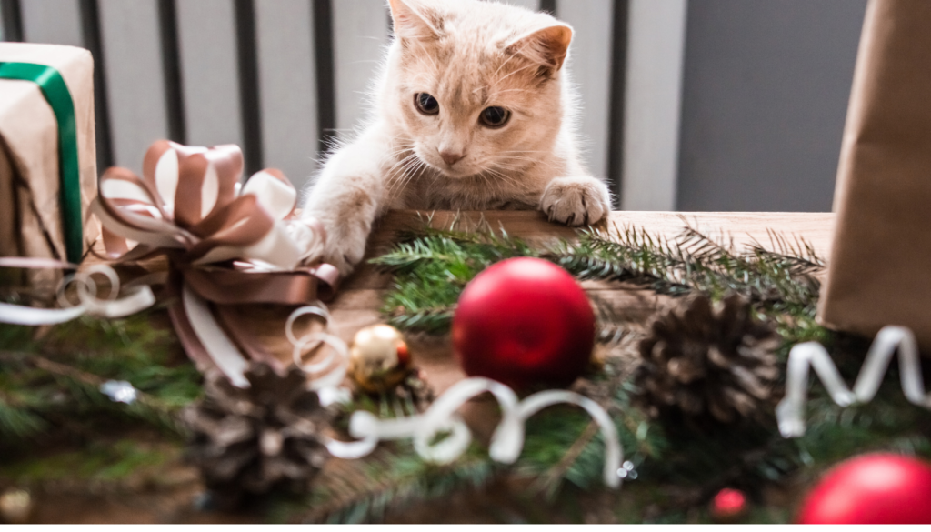 Kitten playing near evergreen twigs and holiday ribbons