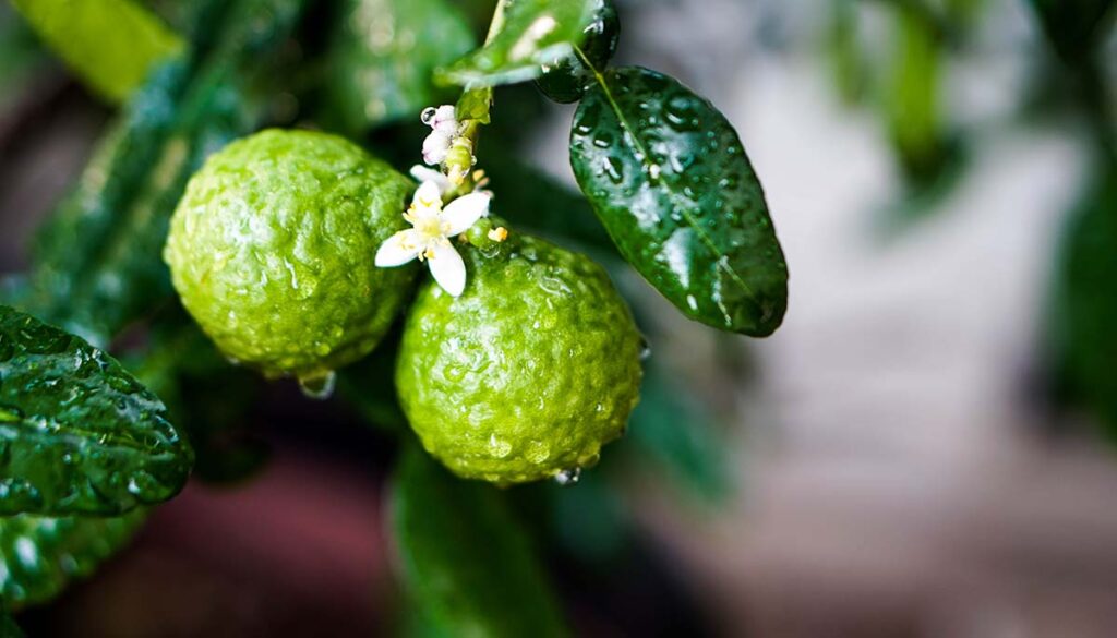 Fresh Bergamots, their flowers and leaves with rain drops on them