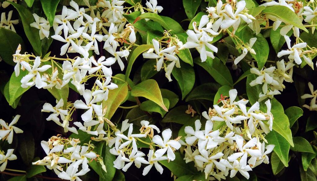 Sweetly scented white flowers of star jasmine climbing