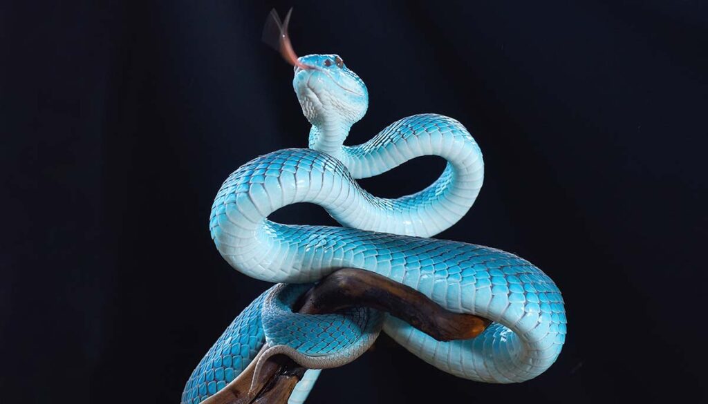 a light blue nocturnal snake on a dark blue background hissing