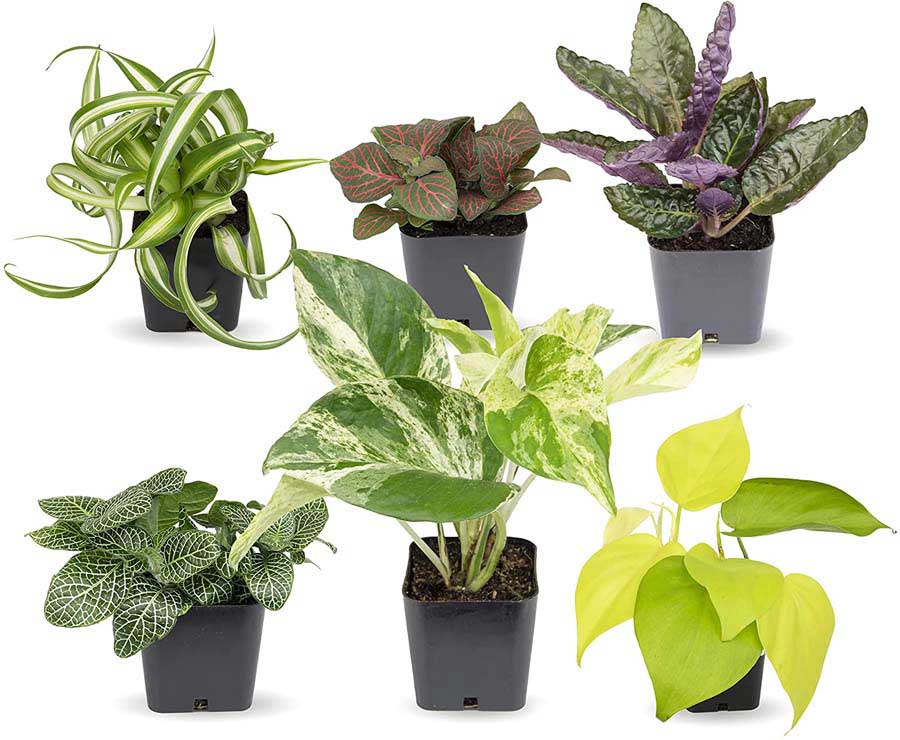 6 pack of easy to grow houseplants